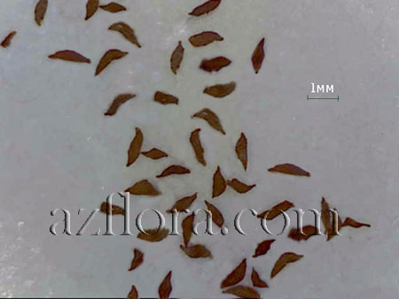 стрептокарпус семена