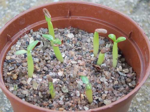 пахиподиум семена, pachypodium seeds