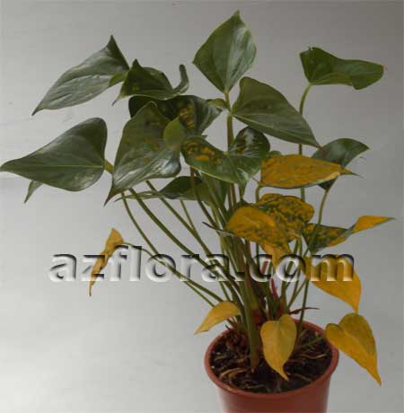 антуриум желтеют листья, anthurium problems