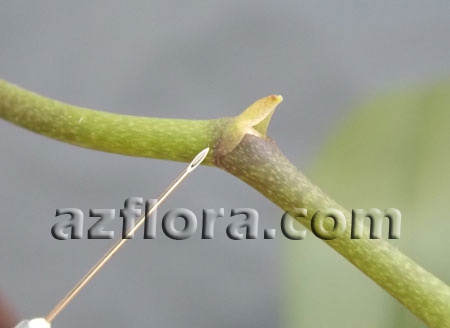  , phalaenopsis propagation keiki