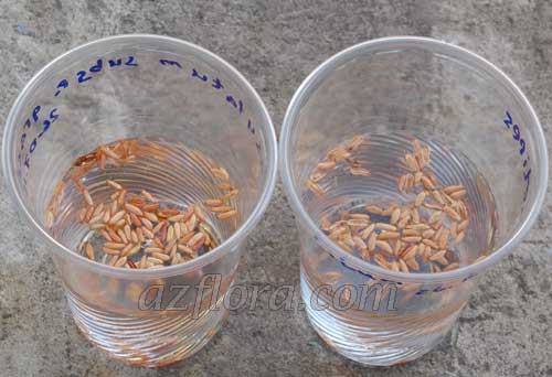 пахиподиум семена, pachypodium seeds