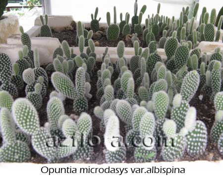 Опунция, Opuntia