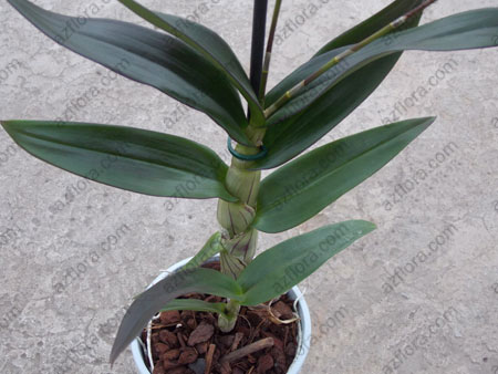 Дендробиум  фаленопсис, Dendrobium Phalaenopsis