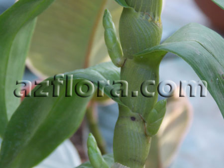 дендробиум, Dendrobium