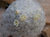 Mammillaria Plumosа