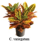 codiaeum variegatum