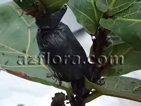 Фикус лировидный, Ficus Lyrata
