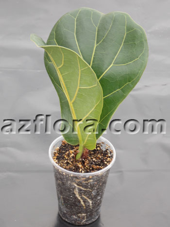 Фикус лировидный, Ficus Lyrata
