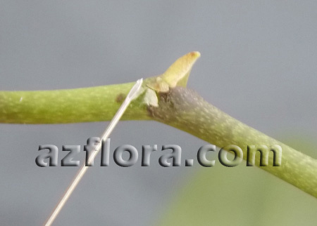 фаленопсис размножение, phalaenopsis propagation keiki