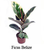 Ficus Belize