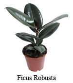 Ficus Robusta elastica variegata