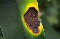 Пятна на листьях растения - бактериальный ожог фото 1