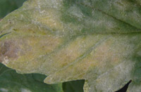 Пятна на листьях растений - мучнистая роса фото1