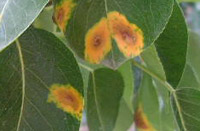 Пятна на листьях растений - септориоз фото2