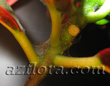 Tetranychus, паутинный клещ на растениях