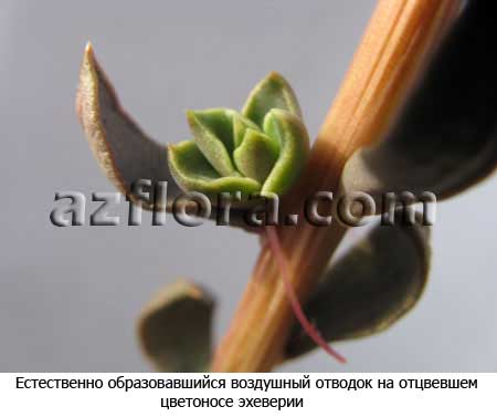 вегетативное размножение, vegetative propagation