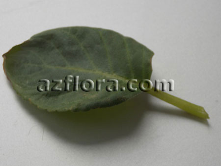 глоксиния размножение листом