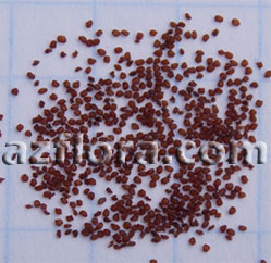 Семена глоксиний фото гурьев семен емельянович