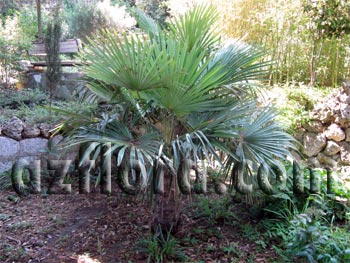 Пальма трахикарпус