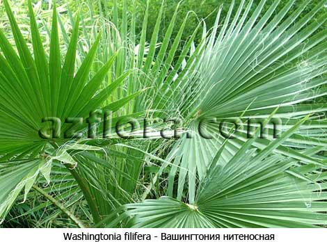 washingtonia filifera, вашингтония нитеносная